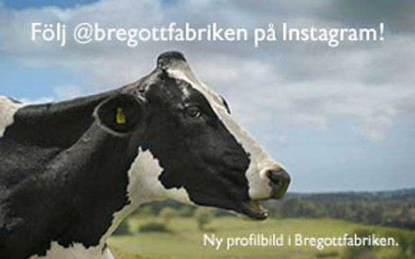 Follow Bregott on Instagram