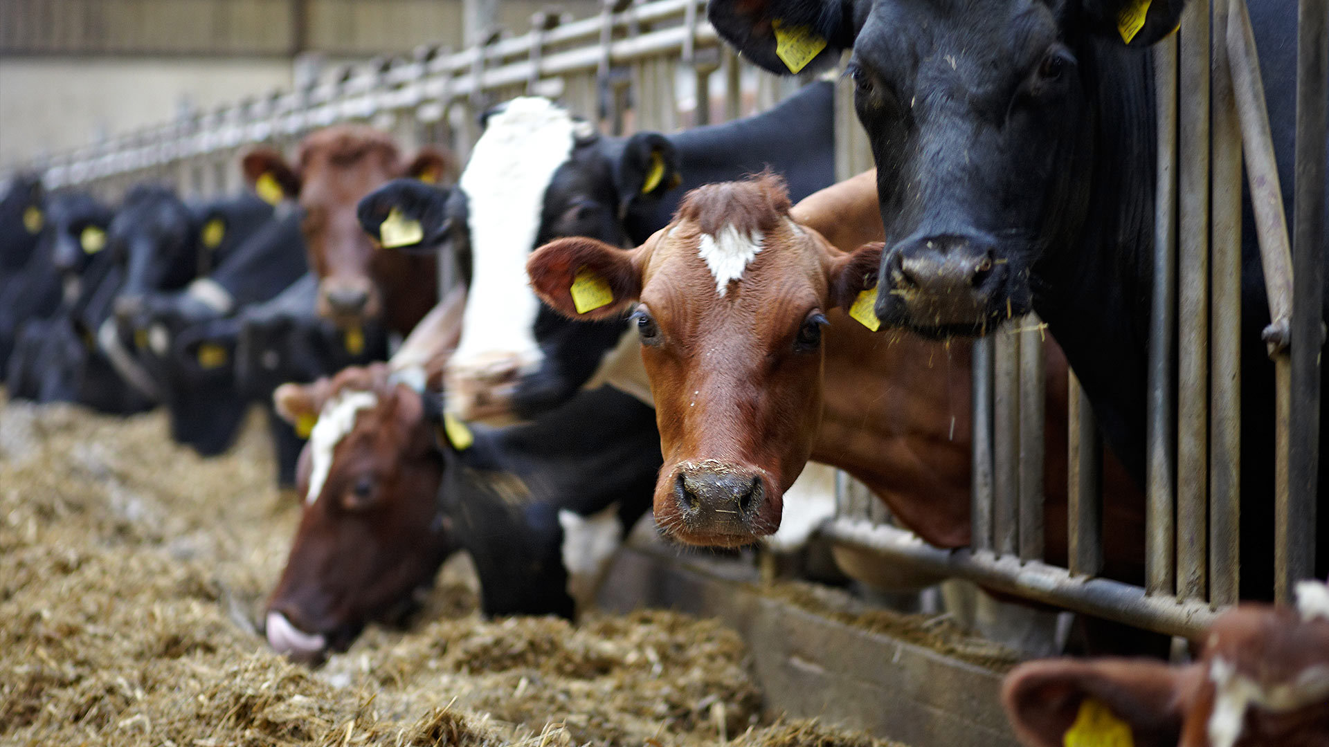 Las vacas felices son vacas sanas