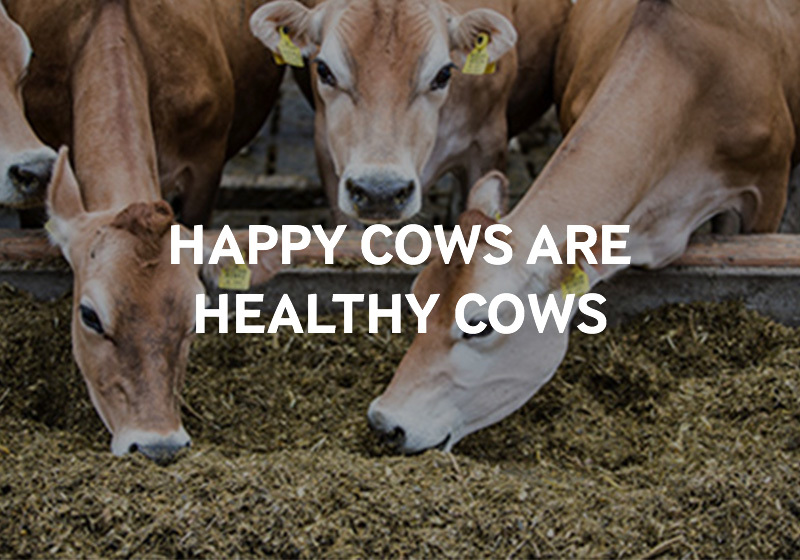 A happy cow produces more and better quality milk