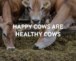 A happy cow produces more and better quality milk