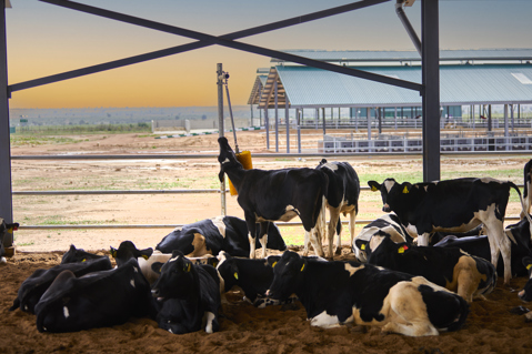 Our own state-of-the-art dairy farm in Nigeria