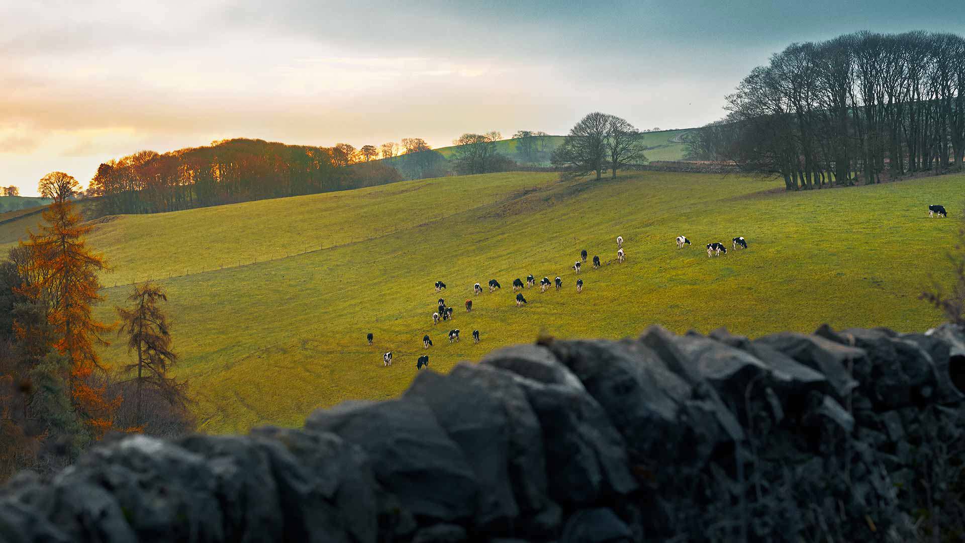 Las vacas felices son vacas sanas