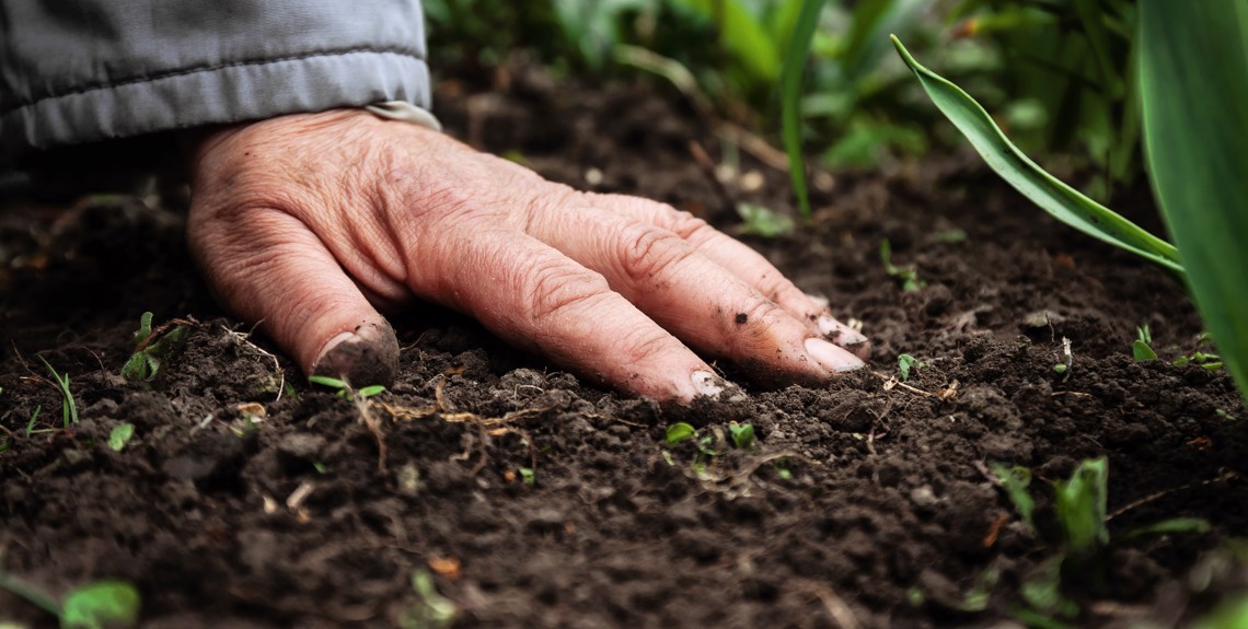 Arla digs into Potential of Regenerative Dairy Farming