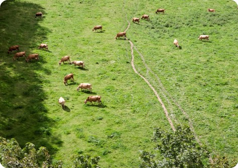 Advance balanced diets and food security with dairy