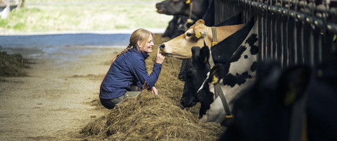 Giving cows the best care